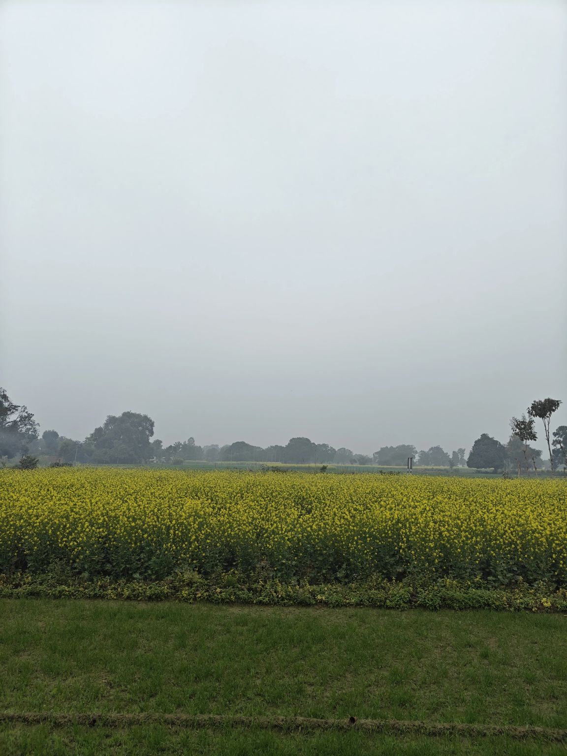 From mustard fields at home so bright,